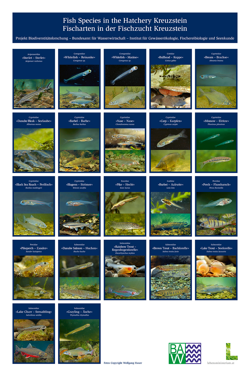 Plakat BAW Fische